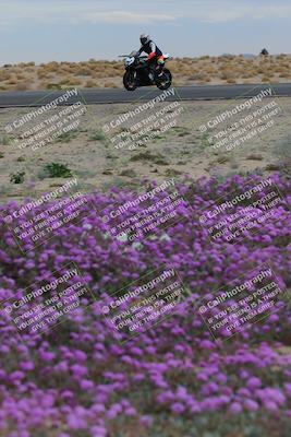 media/Jan-14-2023-SoCal Trackdays (Sat) [[497694156f]]/Turn 14 Exit Bloomig (145pm)/
